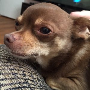 Meet your Posher, Leah